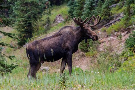 Wildlife encounters - Stellar Camping