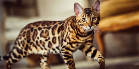 Bengal Cat Breed: Size, Appearance & Personality