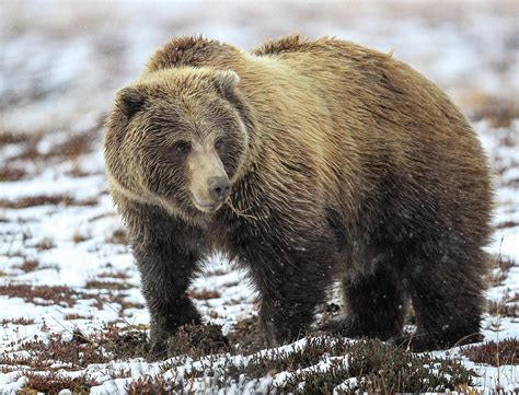 Denali Park Grizzly Bear Photograph by Sam Amato - Fine Art America