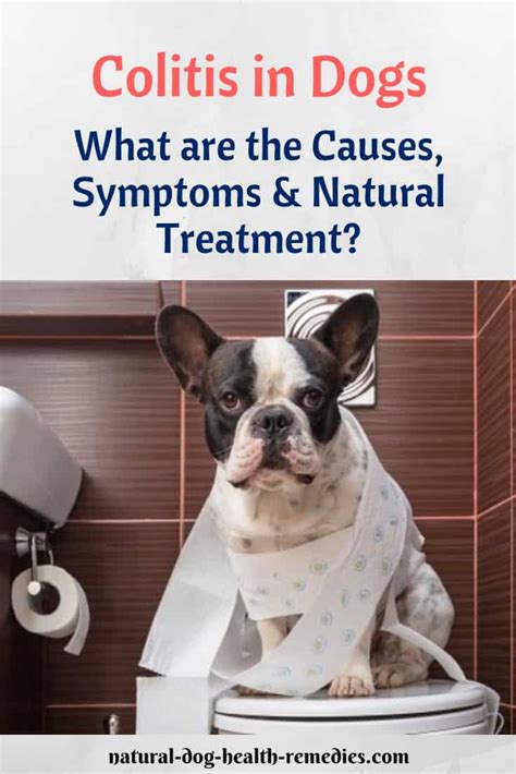 Dog Colitis Symptoms, Causes, and Natural Home Remedies