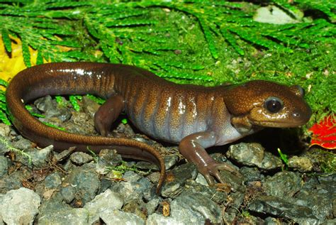 Northwestern Salamander Facts and Pictures