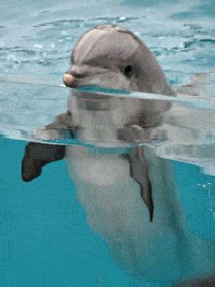 Dolphin Gif - IceGif