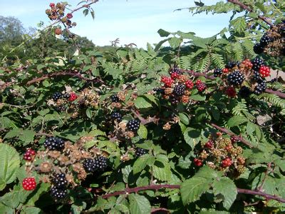 How to Trim Blackberries | Garden Guides