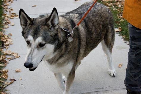 Focus on Indiana’s wolf hybrid laws in the wake of child attack