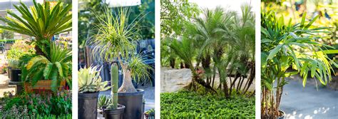 We've Got Palms for Indoors & Out | Arizona SummerWinds