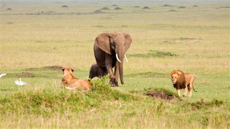 Incredible footage of elephant surviving attack by 14 lions - ABC7 Chicago