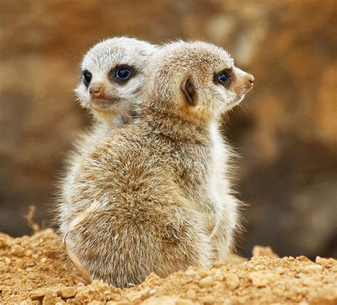 Cute Meerkats Latest Photos-Images | Funny And Cute Animals