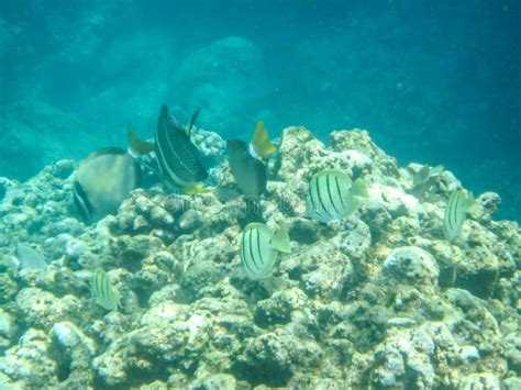 Sharks Cove Snorkeling in Oahu Hawaii North Shore Stock Image - Image ...