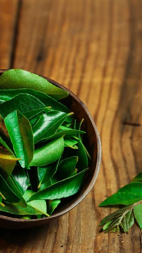 Curry Leaves |कढीपत्ता खाण्याचे आहेत फायदेच फायदे|Curry leaves are useful in preventing many ...