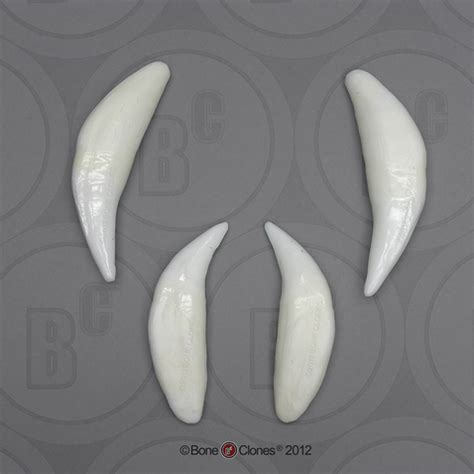 Lion Teeth (set of four) - Bone Clones - Osteological Reproductions