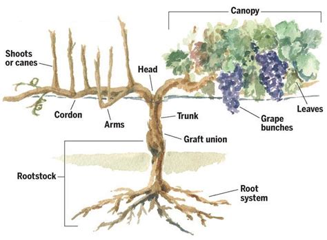 Overview of Grapevine Structure and Function – eVineyard blog