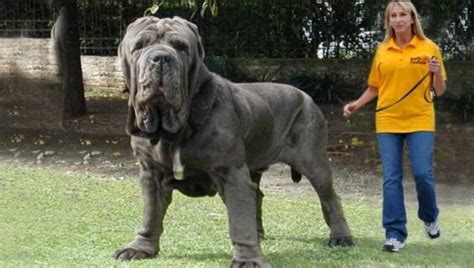 Neapolitan Mastiff: Ultimate Breed Guide (2020) | Pups4Sale breeders ...