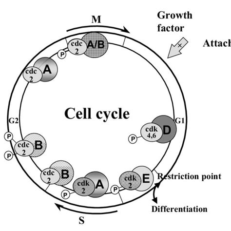 Overview of the cell cycle of mammalian cells. The mammalian cell cycle... | Download Scientific ...