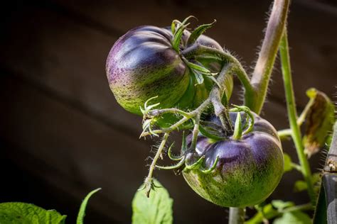 18 Black (Or Nearly Black) Tomato Varieties - Tomato Bible