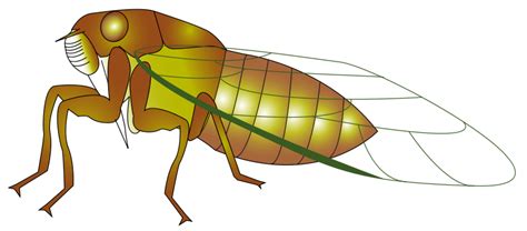 Cicada clipart - Clipground