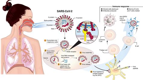 The Emergence of COVID-19 Mutations and New Variants | by Kazi Mahmood ...