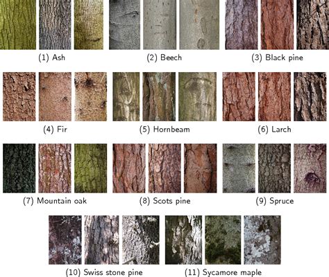 Tree Bark Identification Pictures - Dennis Munthe