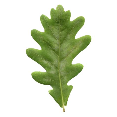 Oak leaf png free png images download