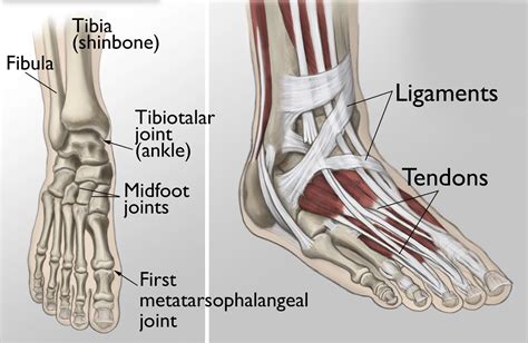 Ankle Sprain Prevention and Treatment - Stable Massage