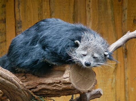 The Binturong Animals | Amazing Facts & News Pictures | The Wildlife