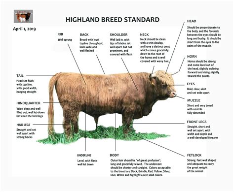 Heartland Highland Cattle Association - Highland Breed Standards