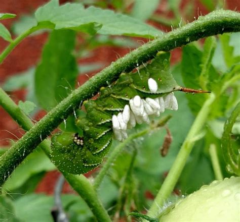 Hornworm with parasitic braconid wasp eggs just nope. | Hornworm, Wasp, Eggs