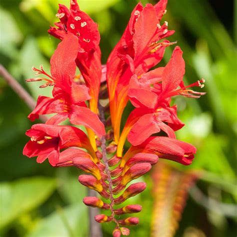 Amazon.com : Crocosmia Lucifer - 5 Large Bulbs - 10+ cm Bulbs - Red ...