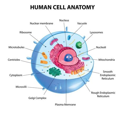 Human Cell Diagram | Human cell diagram, Cell diagram, Animal cell anatomy