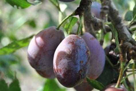 Prune D'Agen Prune (Plum) - Heritage Fruit Trees