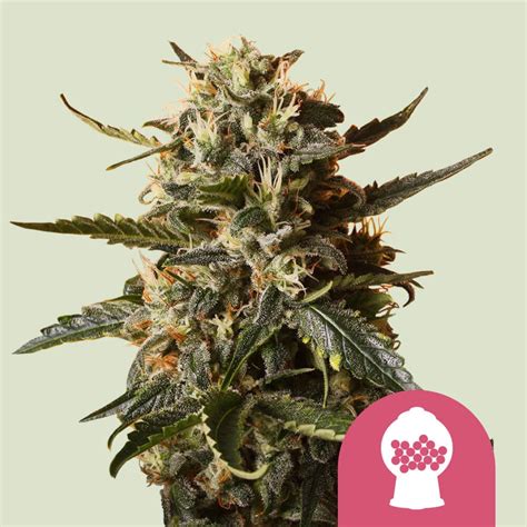 Get Bubblegum XL Feminized Cannabis Seeds - Royal Queen Seeds USA