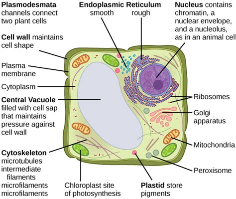 Central Vacuole In Plant Cell