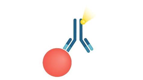 Immunoassays: A Guide | Technology Networks