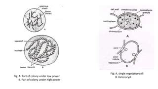 Nostoc | PPT