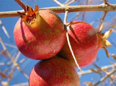 Celebrate National Pomegranate Month - A Mom's Take