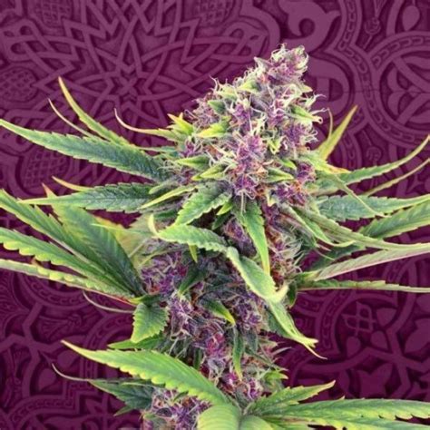 10 Best Hybrid Marijuana Strains on the Market