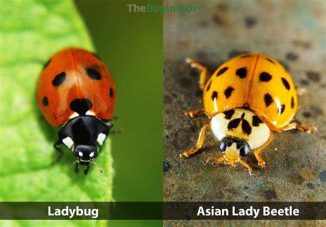 Ladybug vs Asian Lady Beetle vs Japanese Beetle: 4 Differences » The ...