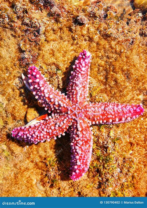 Starfish stock photo. Image of starfish, creature, pink - 130790402