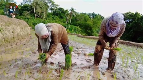 Nagtatanim Ng Palay Drawing - J-Net USA