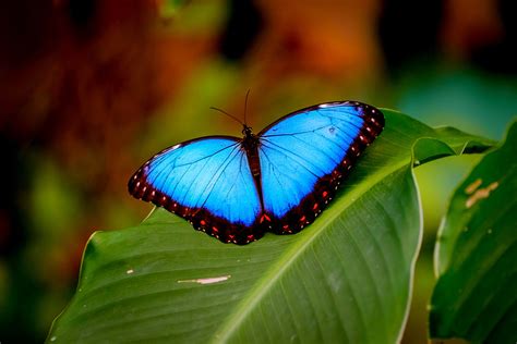 Blue Morpho Butterfly – ACEER