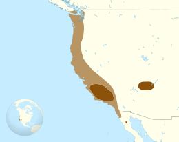 California condor - Wikipedia