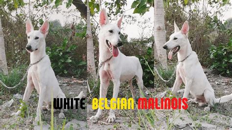 White Belgian Shepherd Puppy