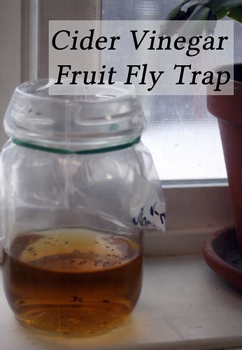 Cider Vinegar Fruit Fly Traps - Homespun Seasonal Living