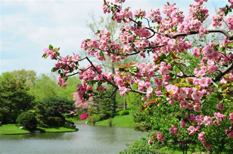 Japanese Cherry Blossom Garden | cherry blossom at the japanese garden missouri botanical garden ...