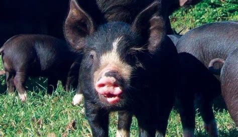 Breed Profile: The Berkshire Pig Is An Excellent Animal - Hobby Farms