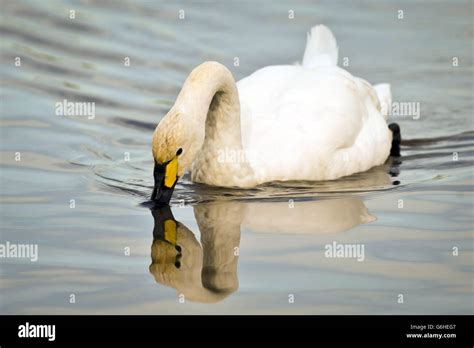 Swan feet underwater hi-res stock photography and images - Alamy