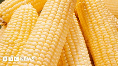 Mexico's planned GM corn ban 'deep concern' for US - Ghanamma.com