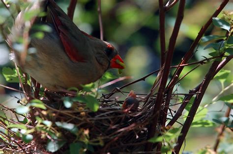 Female cardinal feeding chicks - a photo on Flickriver