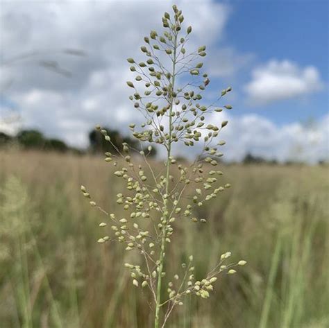 Panicum natalense (50 gram) – Lifestyle Seeds