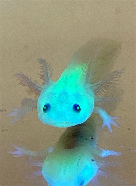 Freckled GFP Leucistic (Lucy) Baby #2 – Ivy's Axolotls - Quality Pet ...