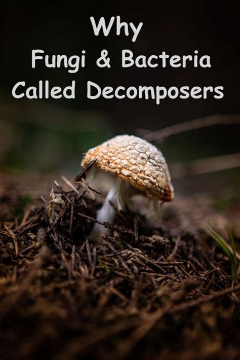 Why Bacteria and Fungi are called Decomposers? - Food Chain and Web